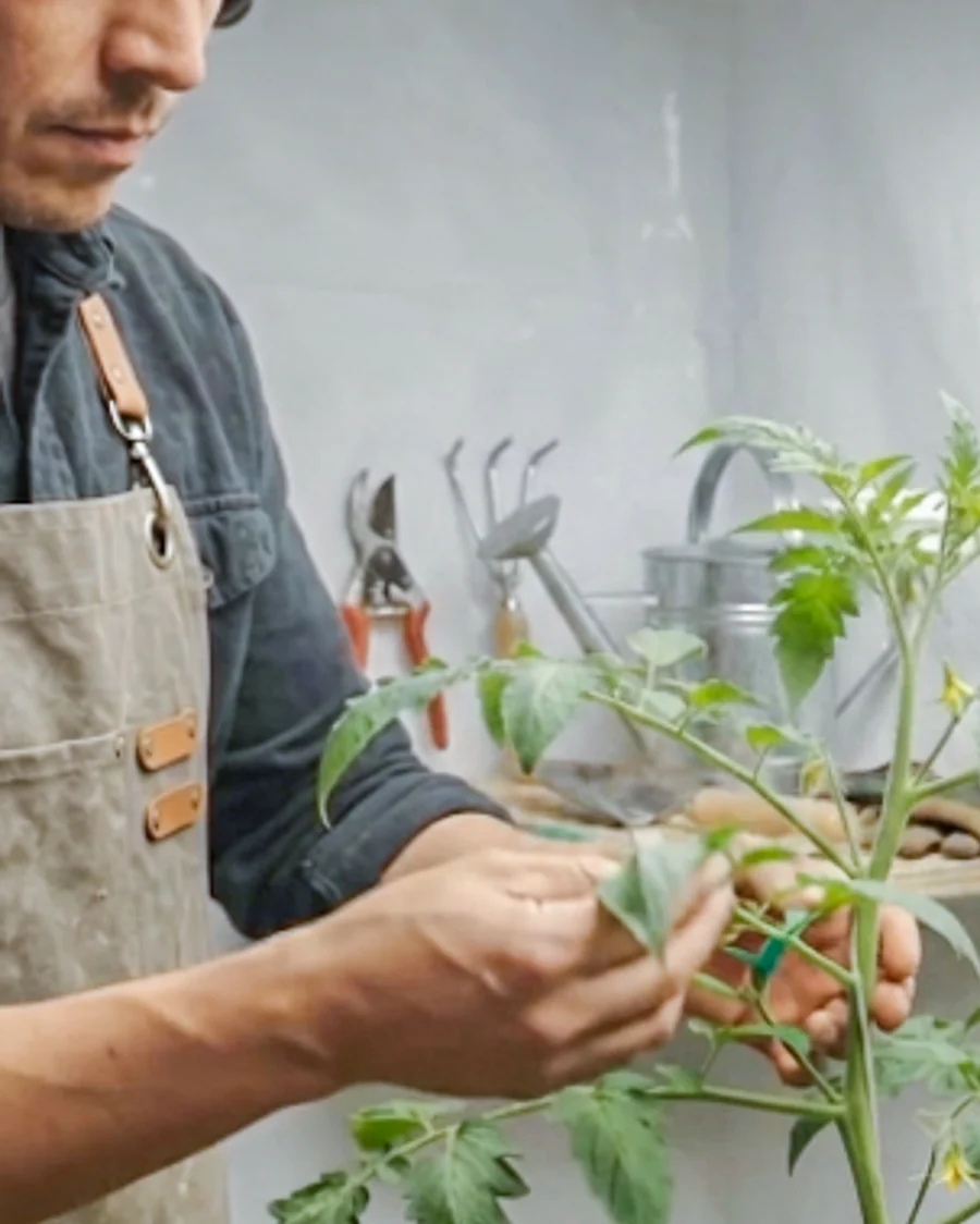 Jardinero guiando la estructura de una planta de tomate