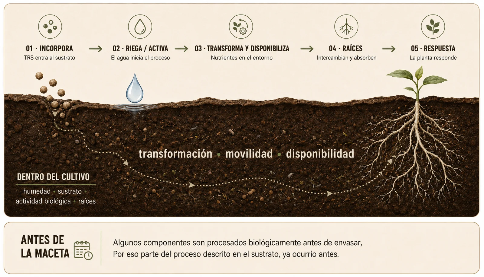 Diagrama del proceso de TRS en el sustrato: incorpora, riega y activa, transforma y disponibiliza, raíces intercambian y absorben, y la planta responde