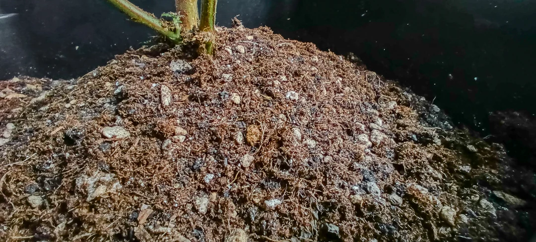 Sustrato aireado y estructurado en una maceta de cultivo