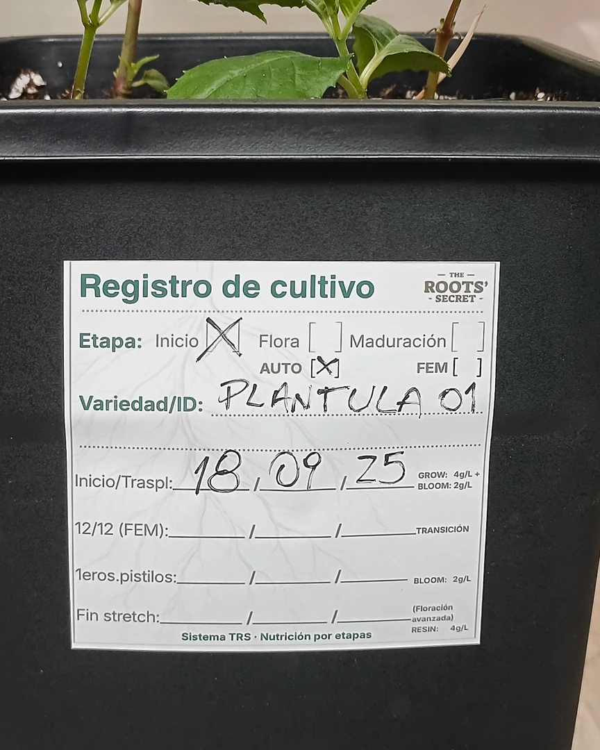 Registro de cultivo autoadhesivo TRS pegado en una maceta, con identificación y fecha anotadas a mano